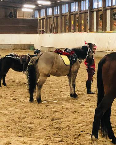 Concours du plus beau poney de Noël